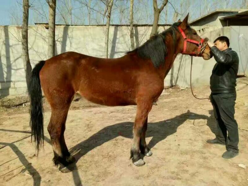 蒙古马400~500kg
