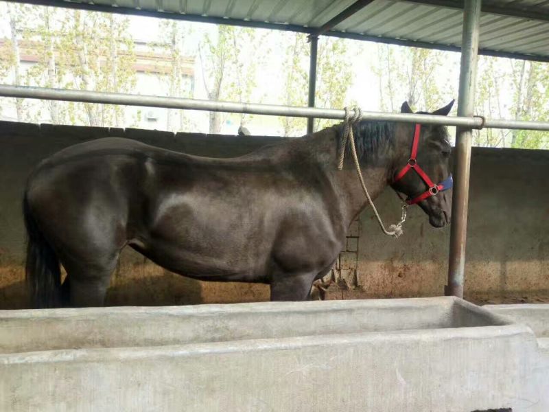 蒙古马400~500kg