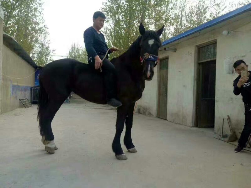 蒙古马400~500kg
