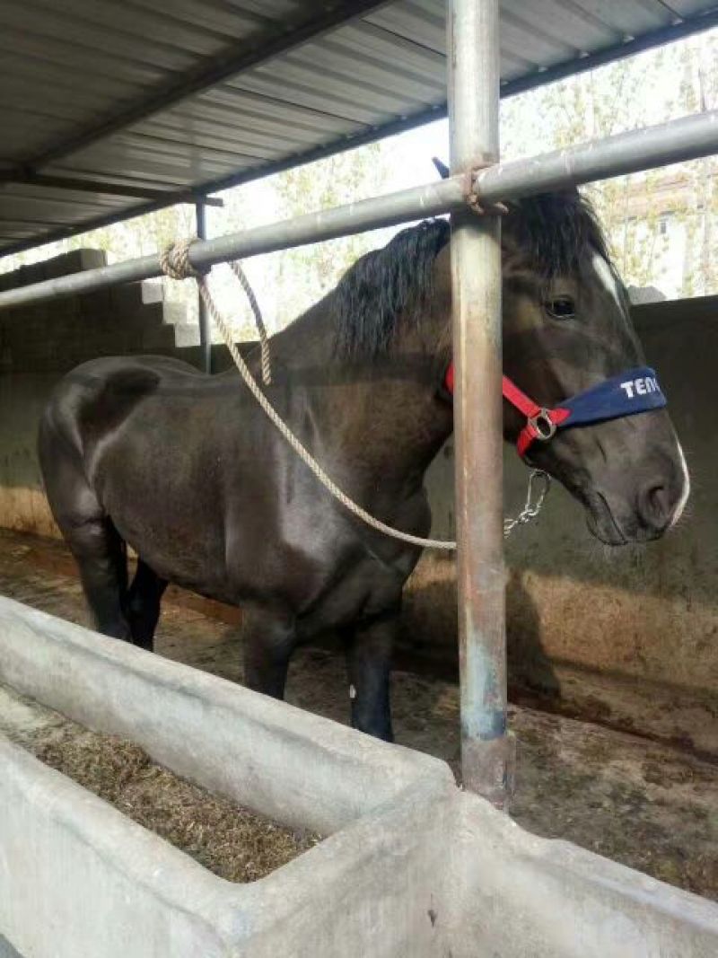 蒙古马400~500kg