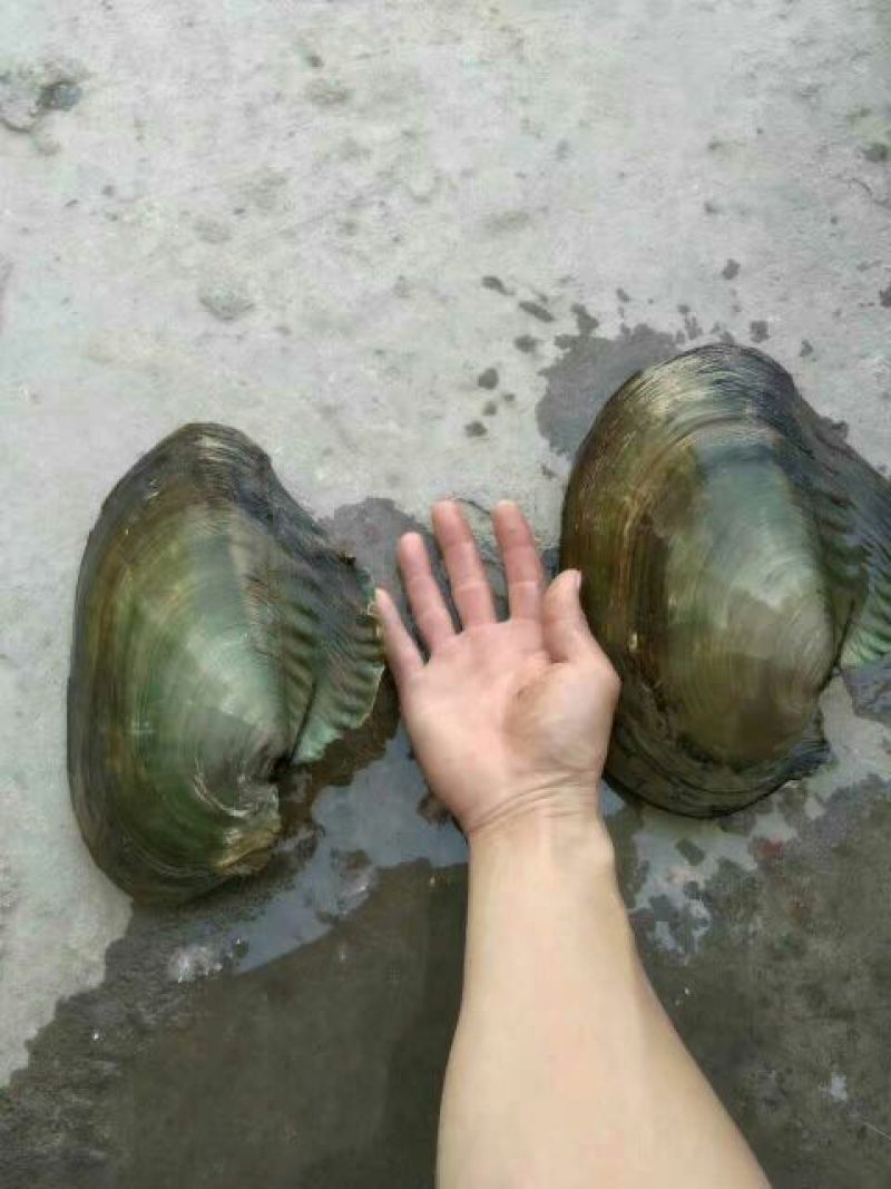 河蚌