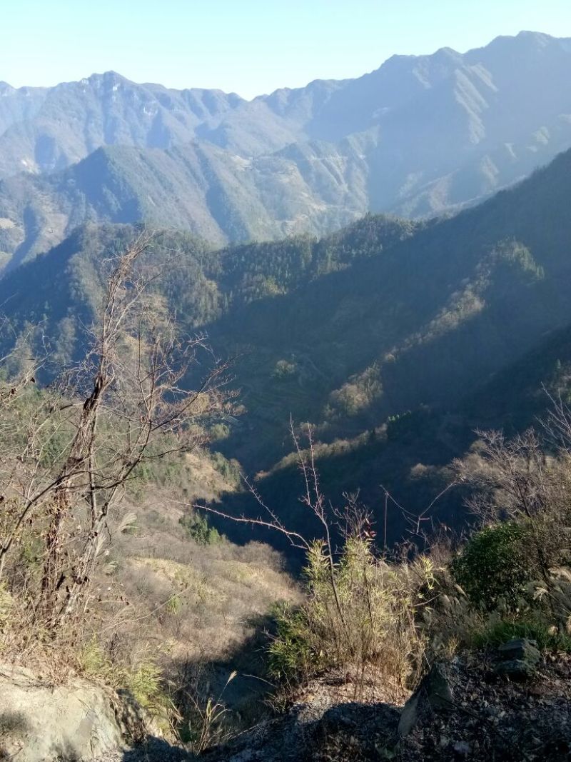 青钱柳茶三级
