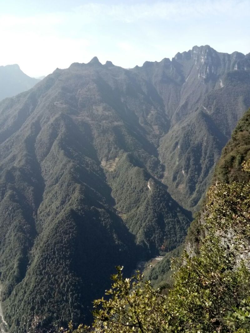 青钱柳茶三级