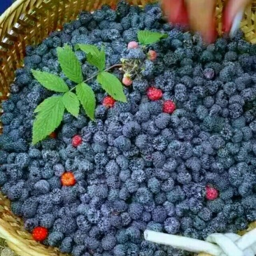 黑莓黑色