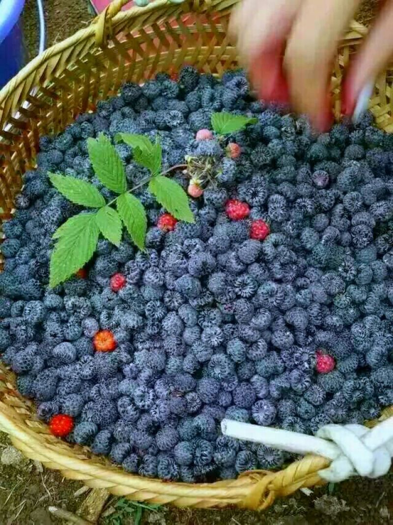 黑莓黑色