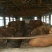黄牛100~200kg