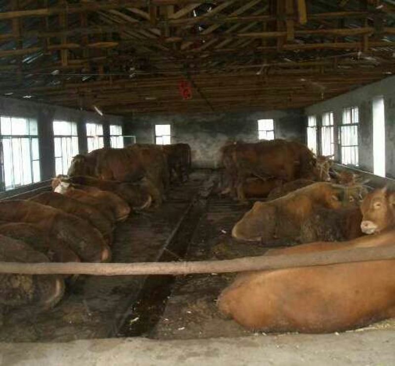 牛犊100~200kg
