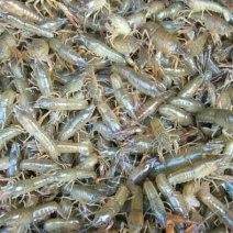 龙虾苗