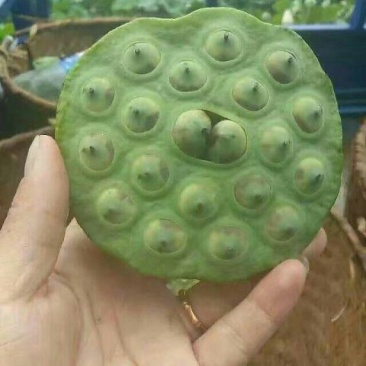 莲子特级干莲子