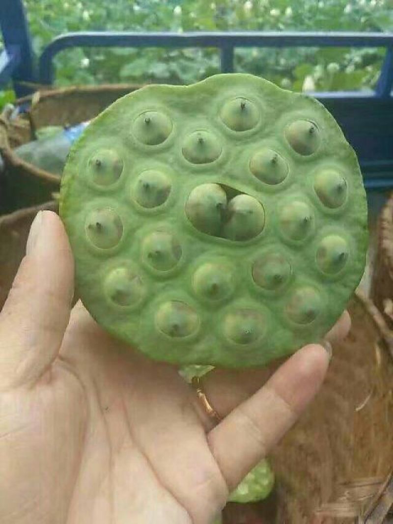 莲子特级干莲子