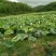莲子特级干莲子