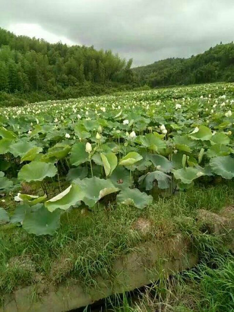 莲子特级干莲子