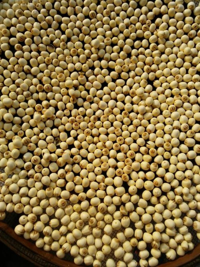 莲子特级干莲子