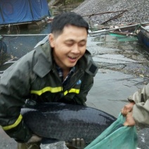 青鱼食用活鱼
