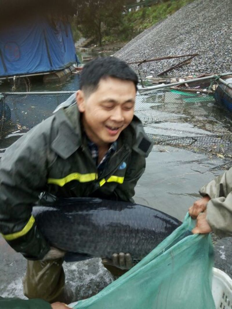 青鱼食用活鱼