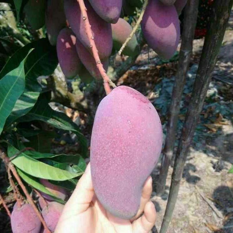 广西百色田阳区芒果【贵妃芒】专线直达}全国一吨起发，