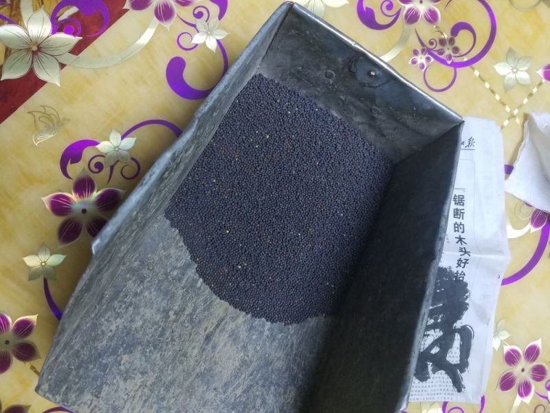 油菜籽1