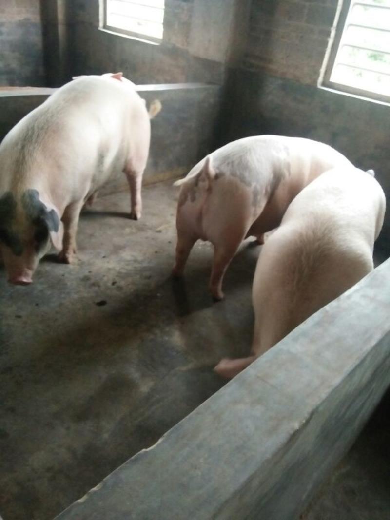 博白三元仔猪40公斤以上常年供应品种优良长期供应