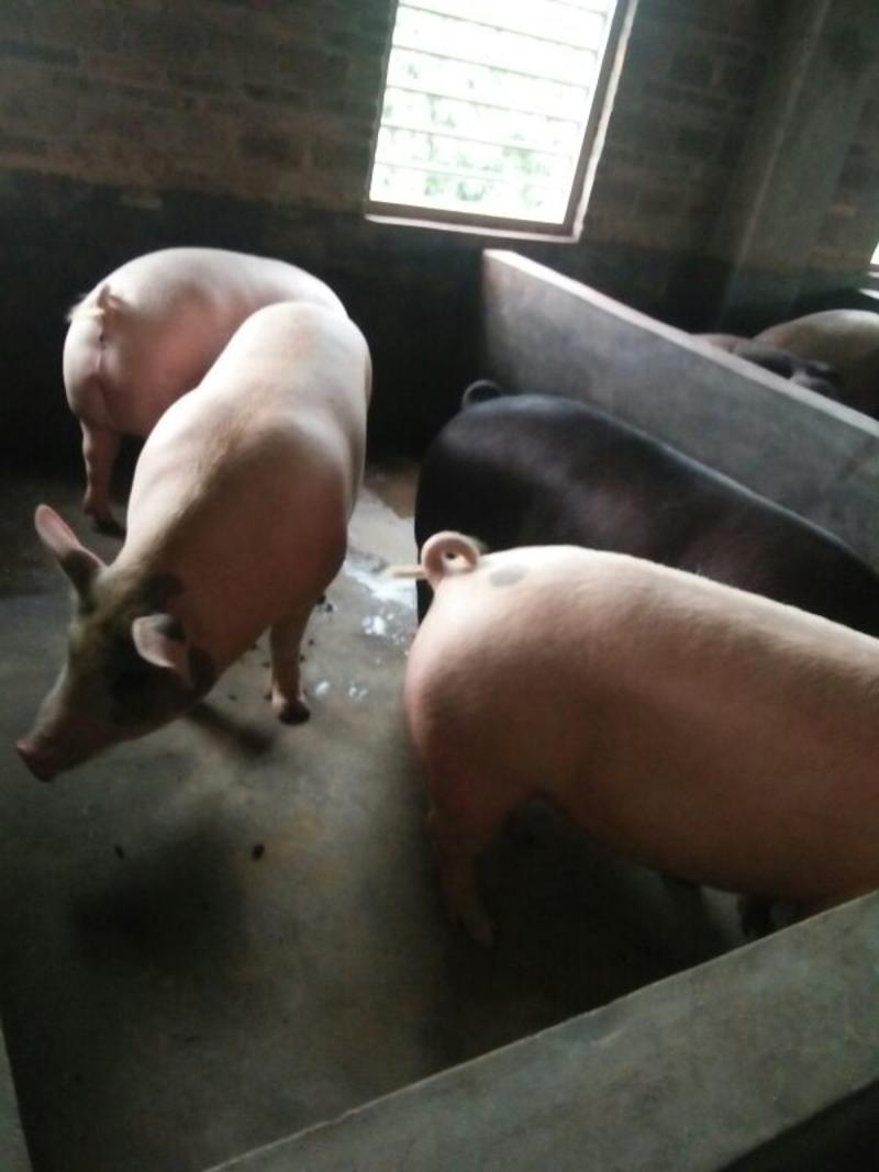 【推荐】土长白仔猪100~150公斤质量保证欢迎选购