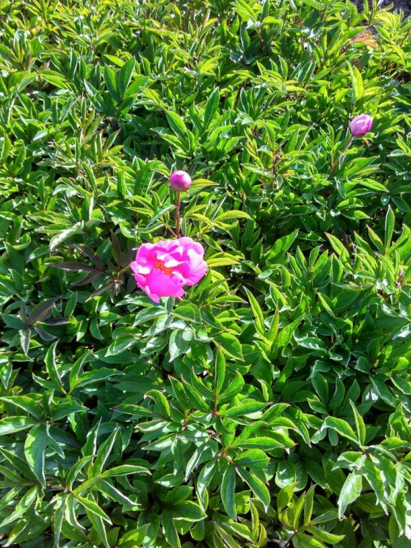 芍药干花30~50cm