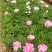 芍药干花30~50cm
