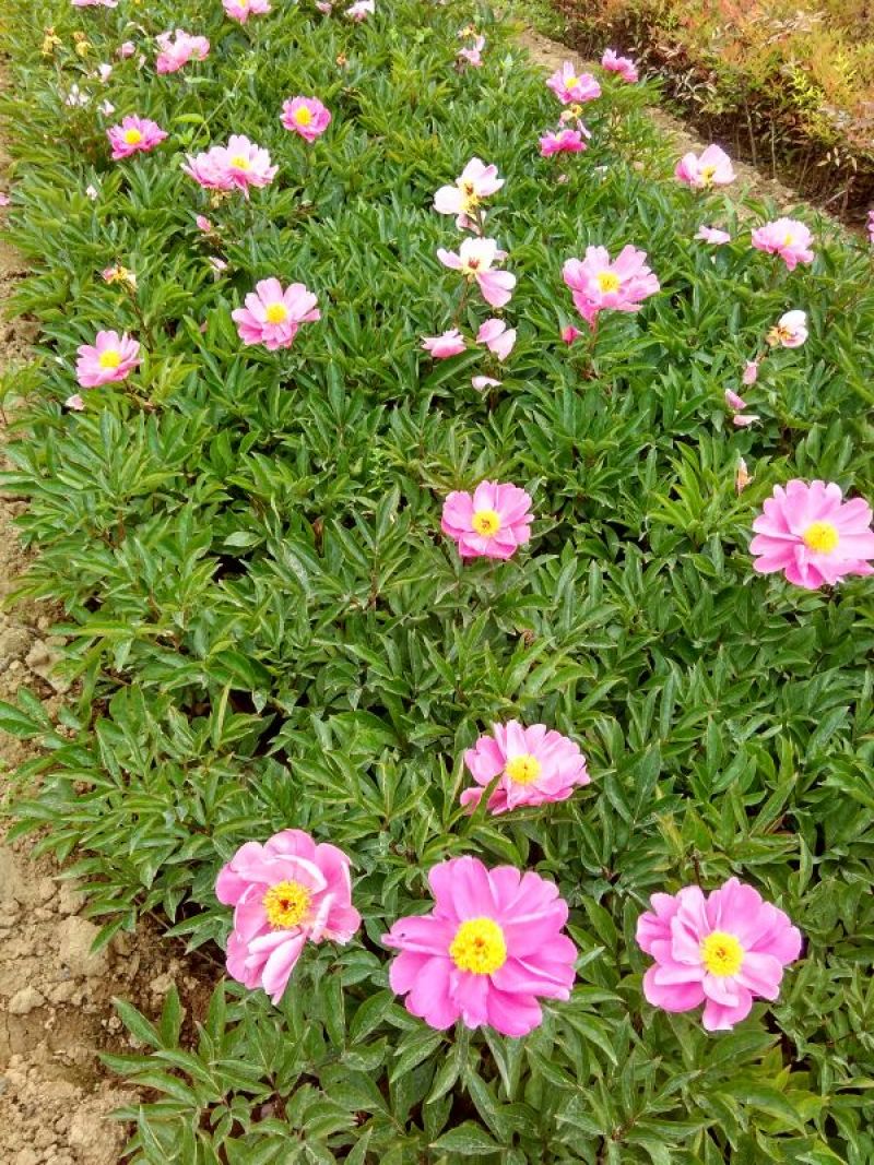 芍药干花30~50cm