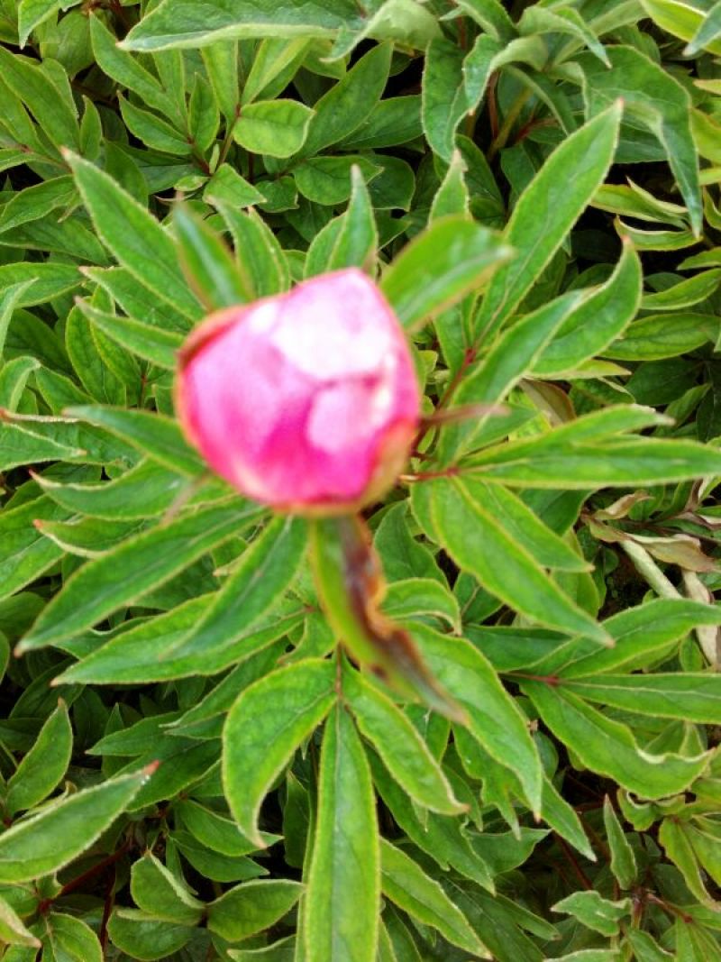 芍药干花30~50cm