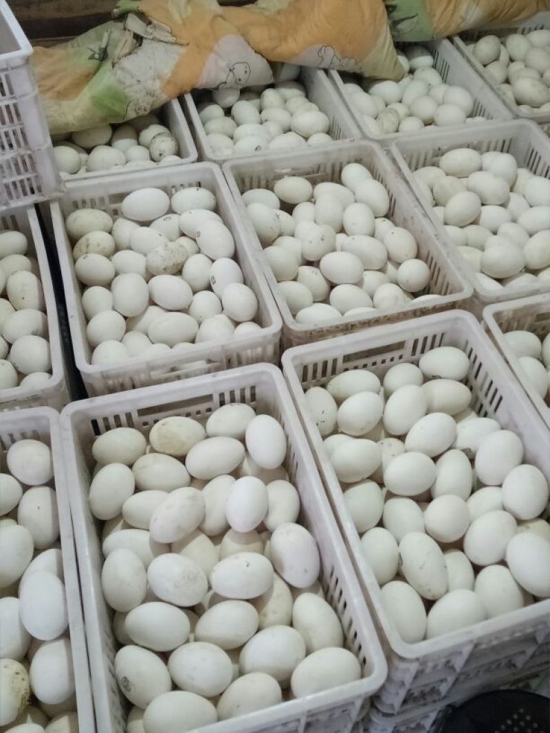 三花鹅苗250g以下