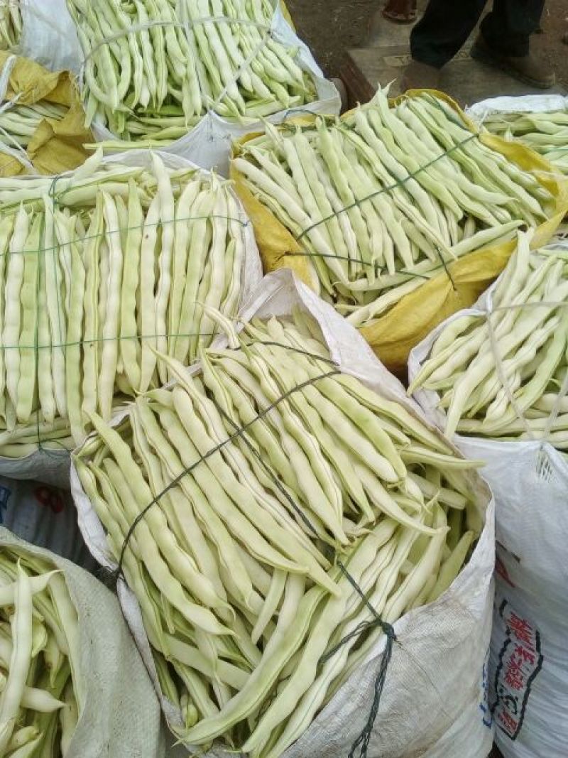九粒白芸豆20cm以上，中期芸豆，价格美丽。