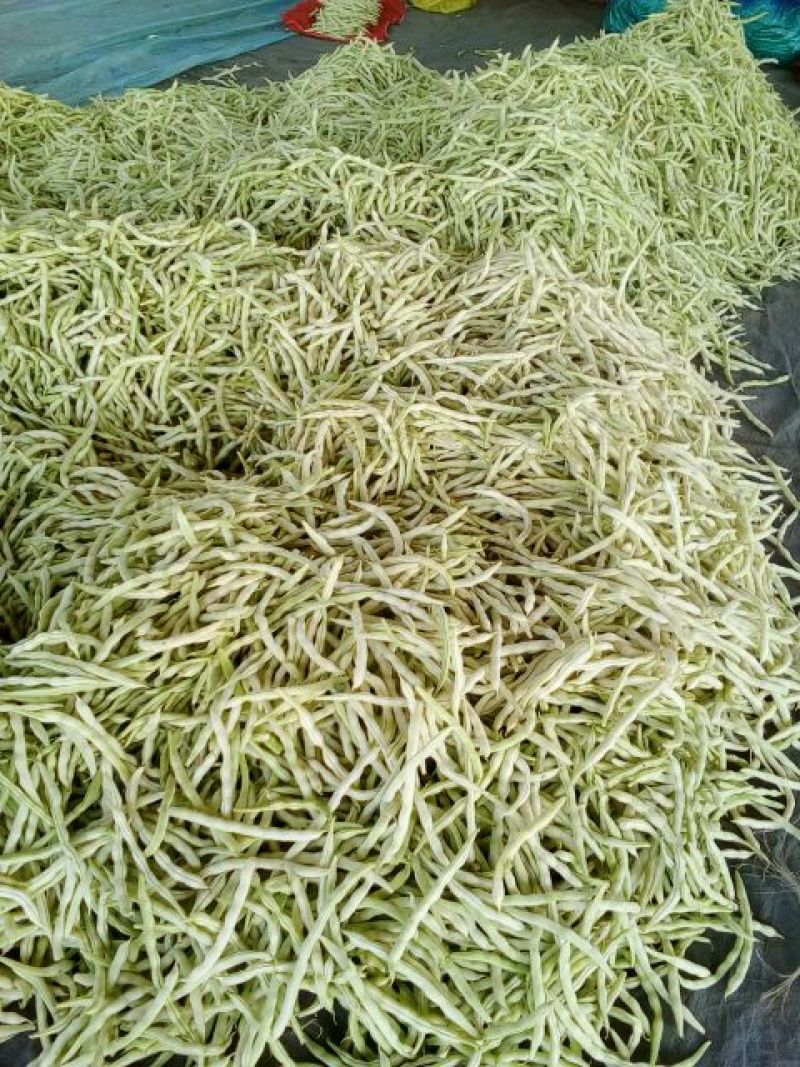 九粒白芸豆20cm以上，中期芸豆，价格美丽。