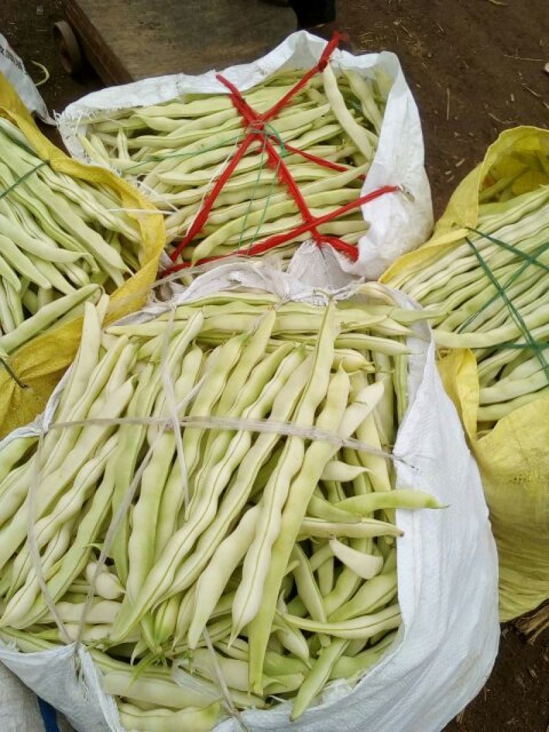 九粒白芸豆20cm以上，中期芸豆，价格美丽。