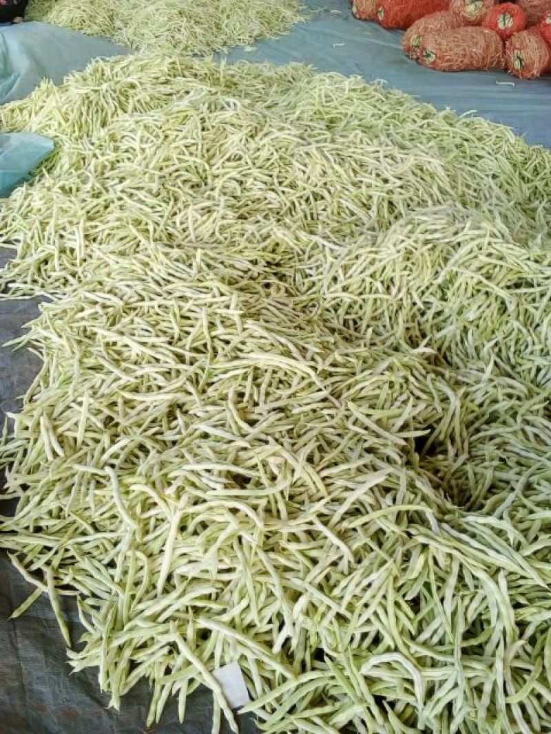 九粒白芸豆20cm以上，中期芸豆，价格美丽。