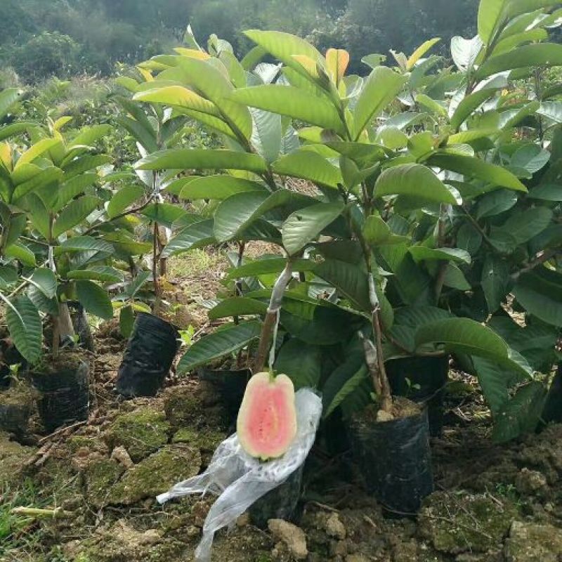 西瓜番石榴苗30cm以下
