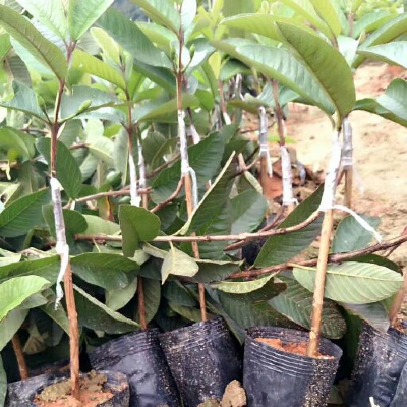 西瓜番石榴苗30cm以下
