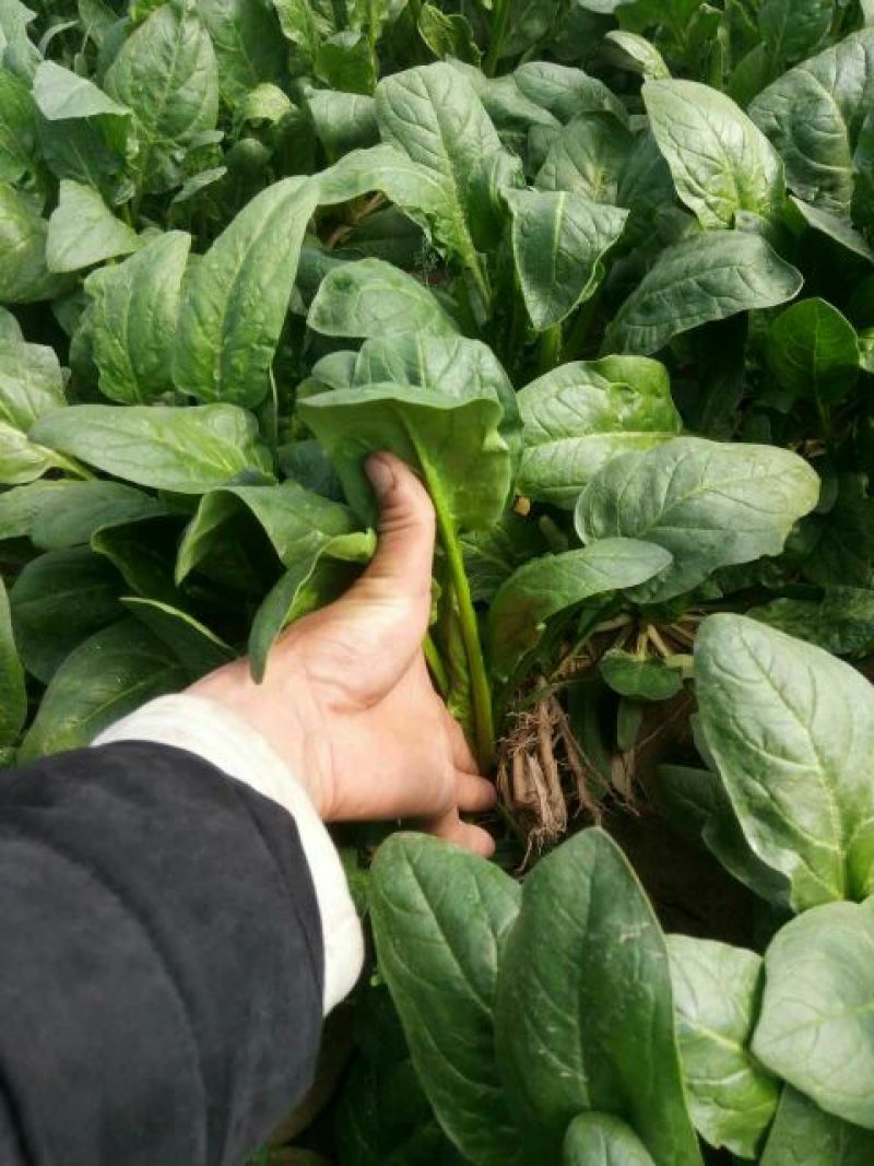 菠菜30~35厘米