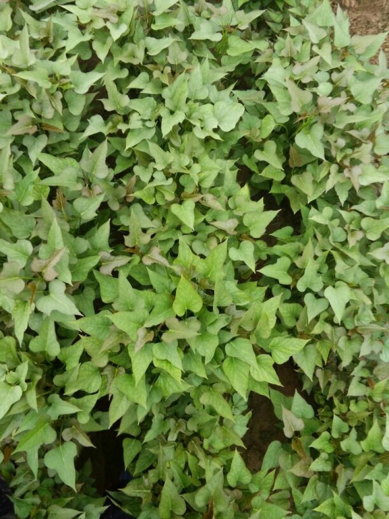 商薯19红薯苗地瓜苗15~25cm