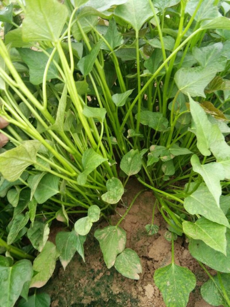商薯19红薯苗地瓜苗15~25cm