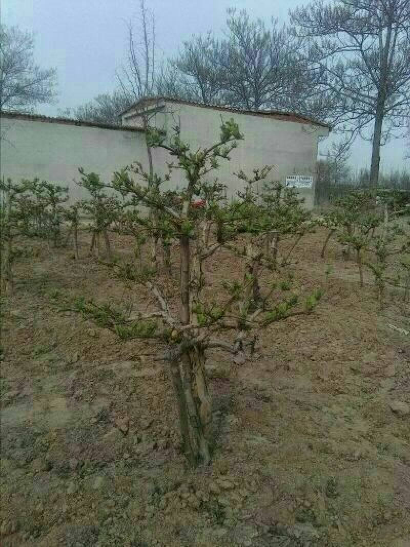 金银花苗八公分的老桩，盆景金品