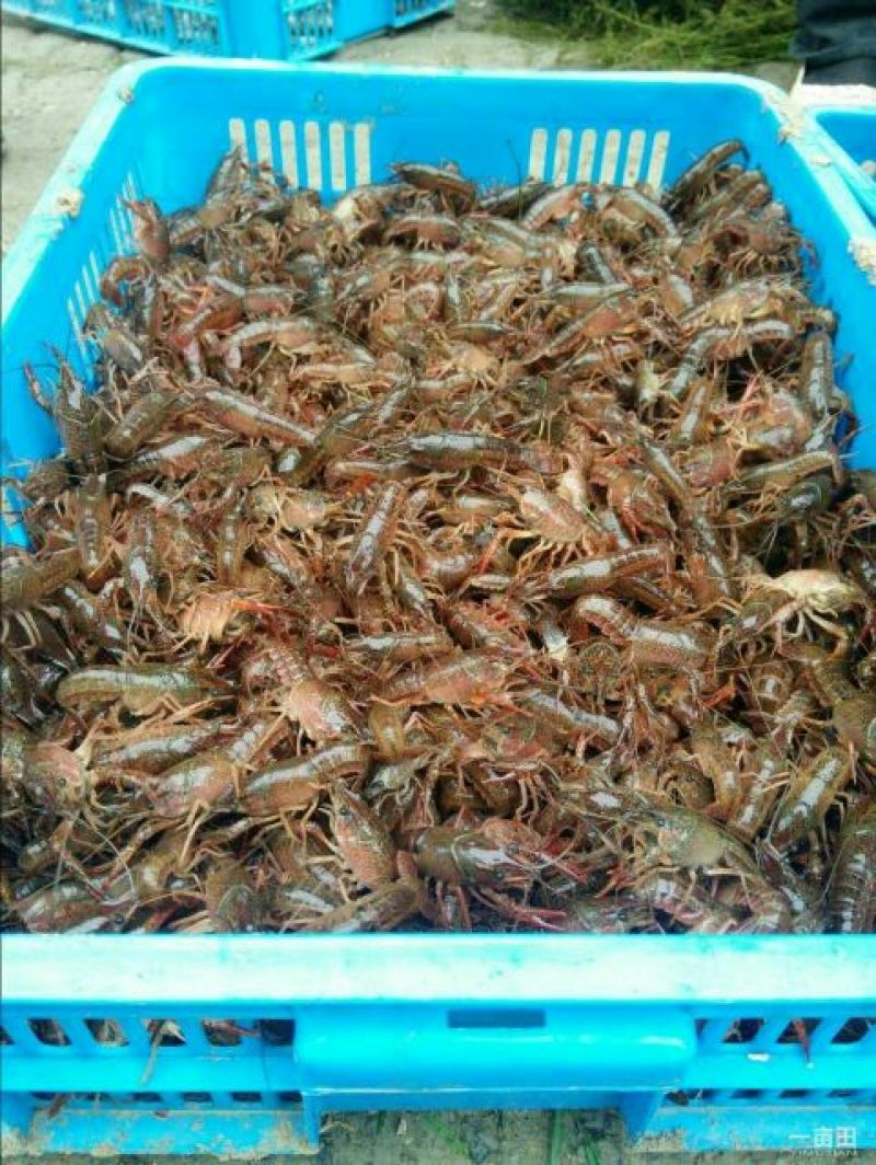 龙虾苗