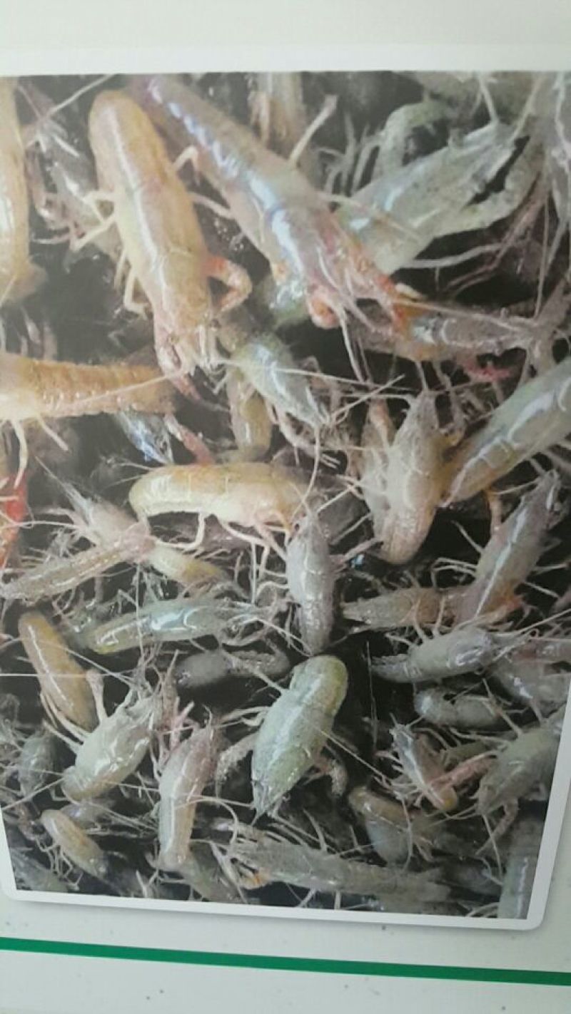 龙虾苗