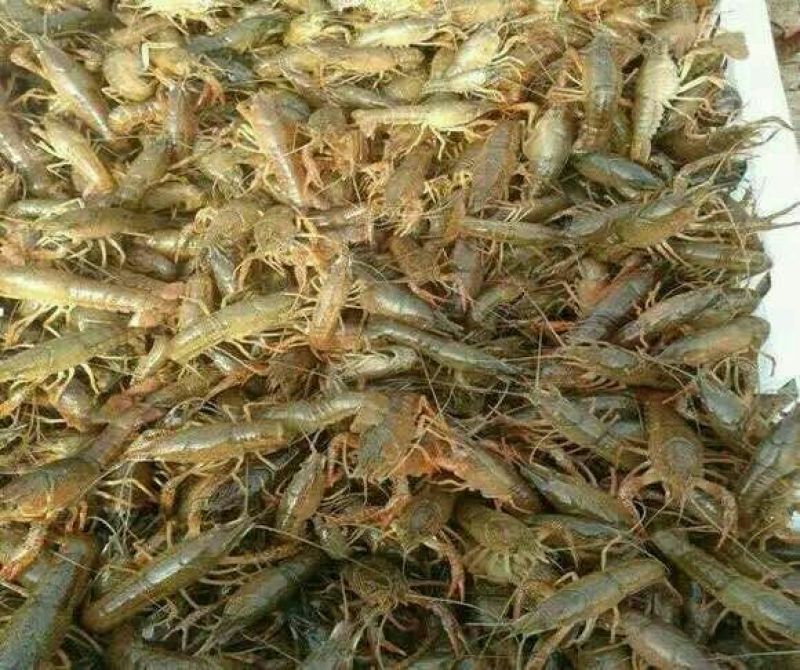 龙虾苗