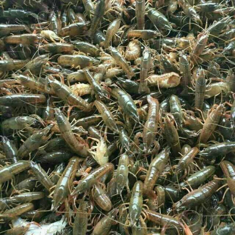 龙虾苗