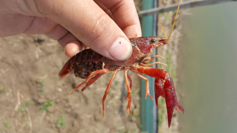 龙虾苗