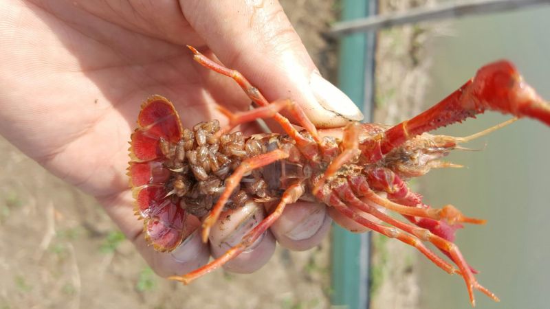 龙虾苗