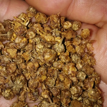 野菊花颗粒