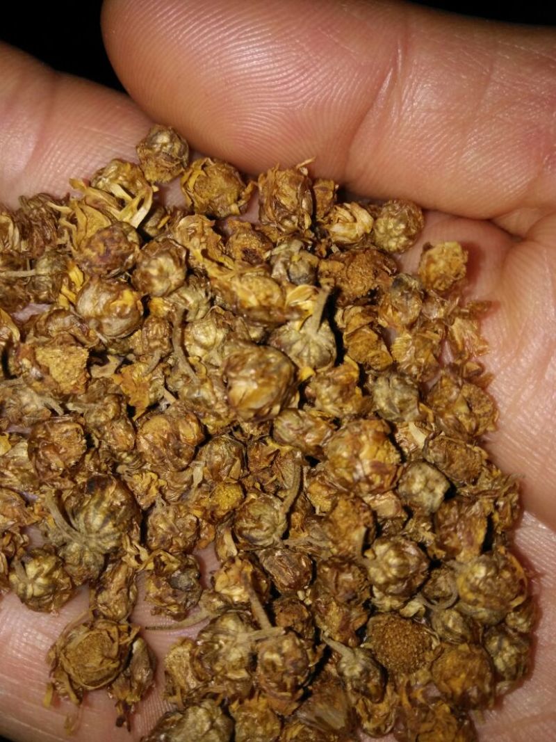 野菊花颗粒