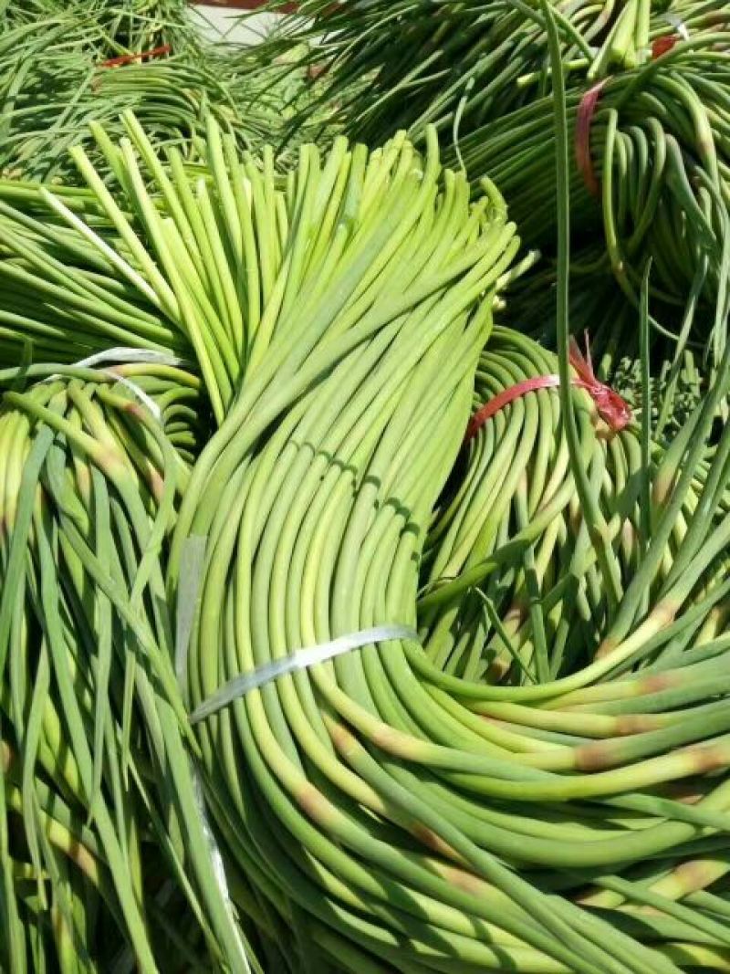 金乡红毛蒜薹精品60~70cm