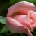 玫瑰花10~20cm