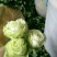 玫瑰花10~20cm