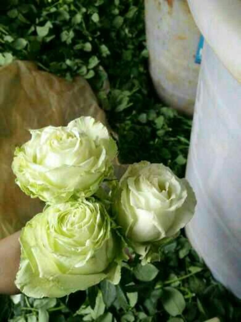 玫瑰花10~20cm